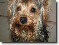 Jork��rsk� terier, Yorkshire Terrier,