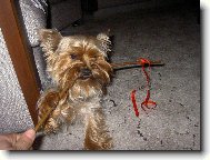 Jork��rsk� terier, Yorkshire Terrier,