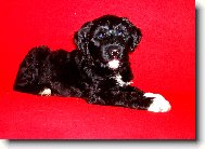 Cao de agua Portugu�s, Portuguese Water Dog