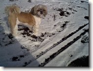 �icu, Shih-Tzu