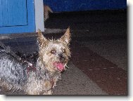 Australian Silky Terrier