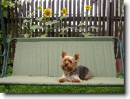 Jork��rsk� terier, Yorkshire Terrier,