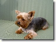 Jork��rsk� terier, Yorkshire Terrier,