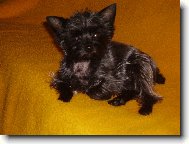 Jork��rsk� terier, Yorkshire Terrier,