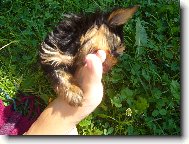 Jork��rsk� terier, Yorkshire Terrier,