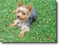 Jork��rsk� terier, Yorkshire Terrier,