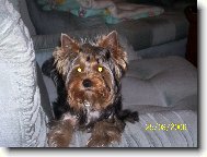 Jork��rsk� terier, Yorkshire Terrier,
