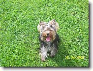 Jork��rsk� terier, Yorkshire Terrier,