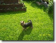 Jork��rsk� terier, Yorkshire Terrier,