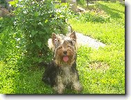Jork��rsk� terier, Yorkshire Terrier,