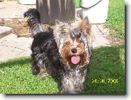 Jork��rsk� terier, Yorkshire Terrier,