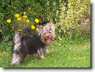 Jork��rsk� terier, Yorkshire Terrier,