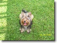 Jork��rsk� terier, Yorkshire Terrier,