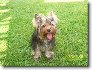 Jork��rsk� terier, Yorkshire Terrier,
