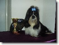 �icu, Shih-Tzu