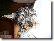 Jork��rsk� terier, Yorkshire Terrier,
