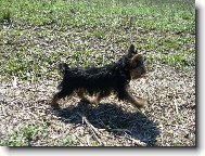 Jork��rsk� terier, Yorkshire Terrier,
