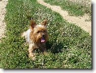 Jork��rsk� terier, Yorkshire Terrier,