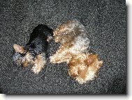 Jork��rsk� terier, Yorkshire Terrier,