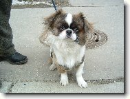 �icu, Shih-Tzu