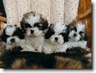 �icu, Shih-Tzu