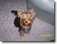 Jork��rsk� terier, Yorkshire Terrier,