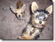 Jork��rsk� terier, Yorkshire Terrier,