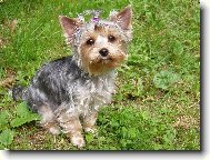 Jork��rsk� terier, Yorkshire Terrier,