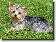 Jork��rsk� terier, Yorkshire Terrier,