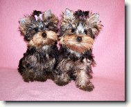 Jork��rsk� terier, Yorkshire Terrier,