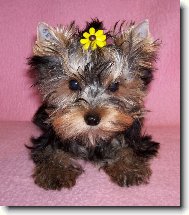 Jork��rsk� terier, Yorkshire Terrier,
