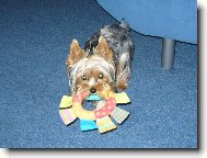 Jork��rsk� terier, Yorkshire Terrier,