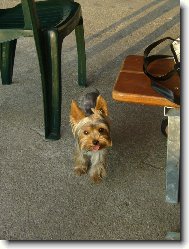 Jork��rsk� terier, Yorkshire Terrier,