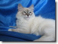 Neva cat, Neva Masquarade