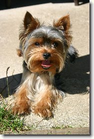 Jork��rsk� terier, Yorkshire Terrier,