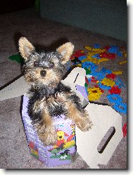 Jork��rsk� terier, Yorkshire Terrier,