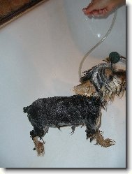 Jork��rsk� terier, Yorkshire Terrier,