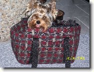 Jork��rsk� terier, Yorkshire Terrier,