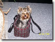 Jork��rsk� terier, Yorkshire Terrier,