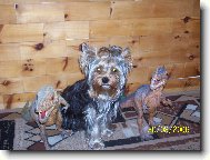 Jork��rsk� terier, Yorkshire Terrier,