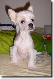 Jork��rsk� terier, Yorkshire Terrier,