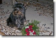 Jork��rsk� terier, Yorkshire Terrier,