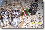 Jork��rsk� terier, Yorkshire Terrier,