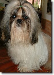 �icu, Shih-Tzu