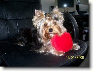 Jork��rsk� terier, Yorkshire Terrier,