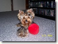 Jork��rsk� terier, Yorkshire Terrier,