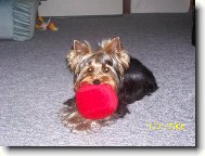 Jork��rsk� terier, Yorkshire Terrier,