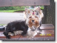 Jork��rsk� terier, Yorkshire Terrier,