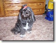 �icu, Shih-Tzu