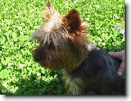 Jork��rsk� terier, Yorkshire Terrier,